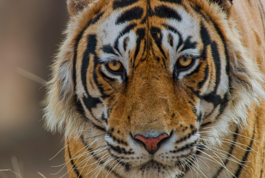 Tigres : Affiche du documentaire